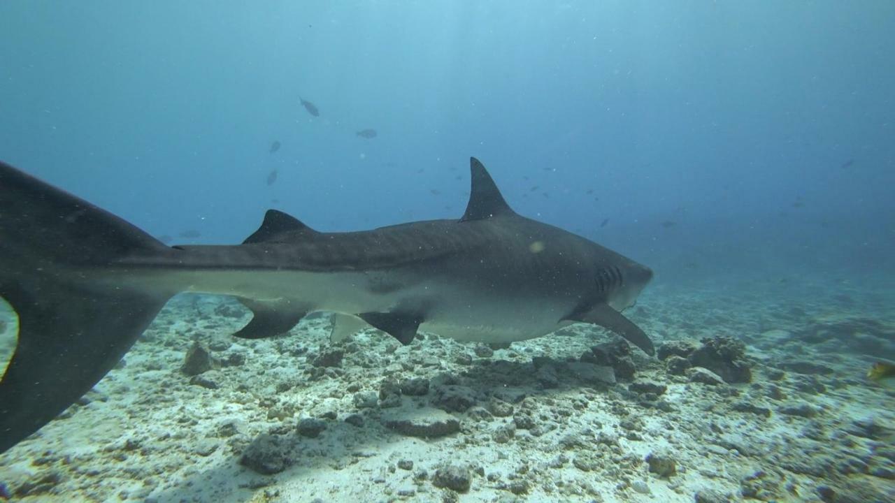 Equatorial Divers Lodge Addu City Exterior foto