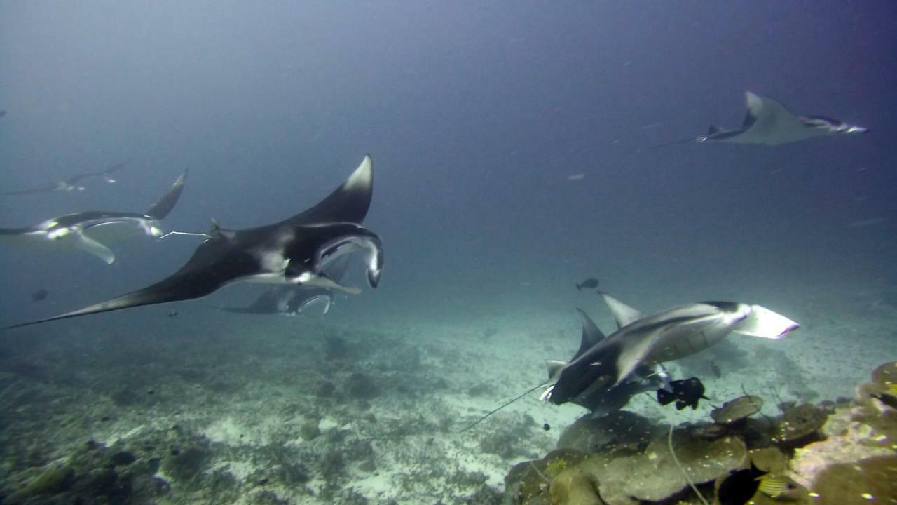 Equatorial Divers Lodge Addu City Exterior foto